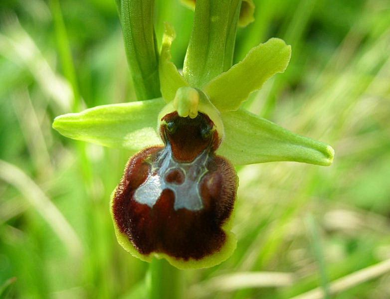 Ophrys sphegodes